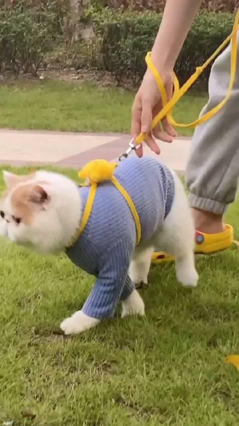 加菲最新爆料新闻视频  第1张